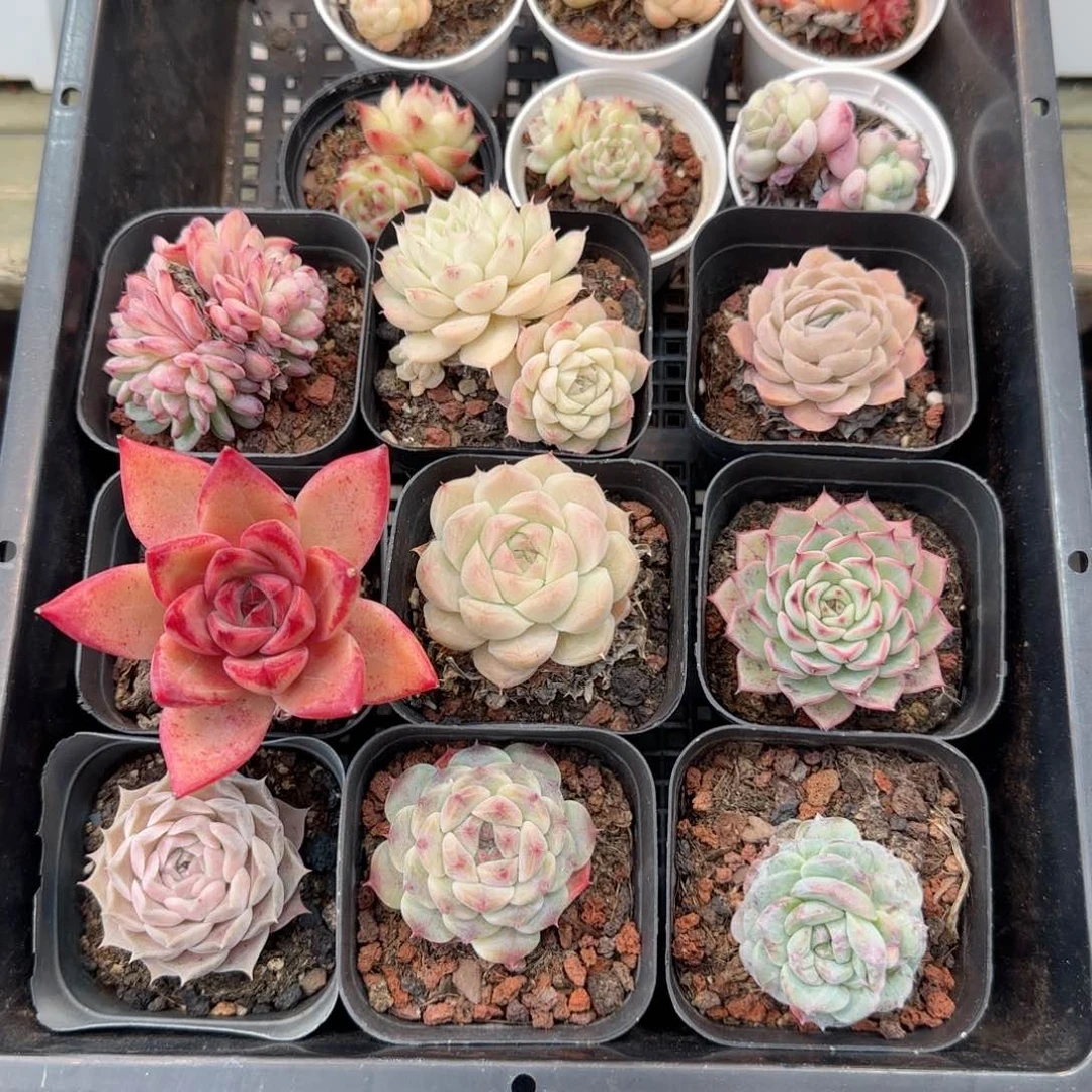 框拍框拍0207-120