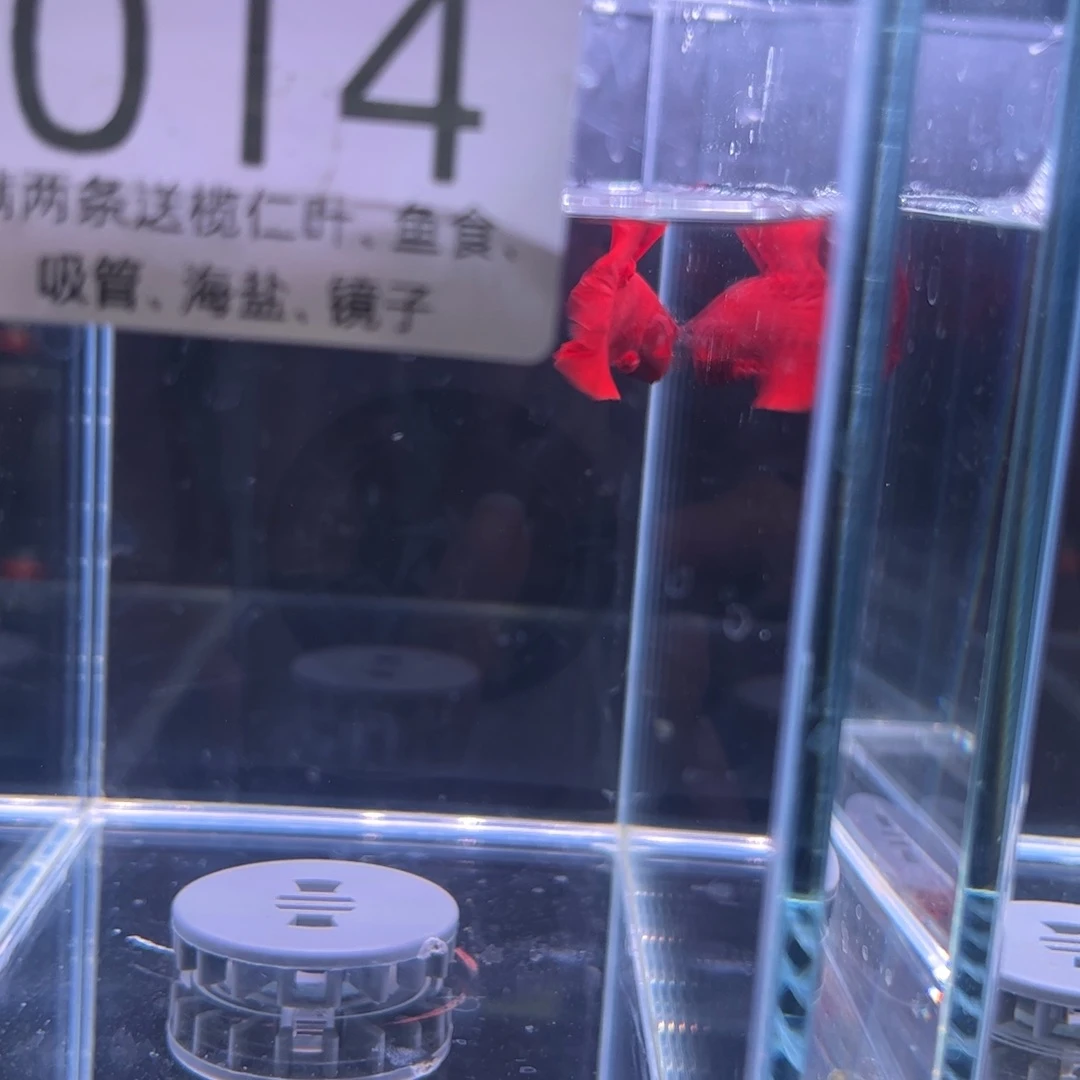 斗鱼泰国斗鱼22号14号