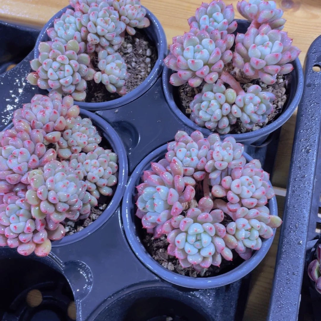 685号 老桩丸叶雪桃多头群一颗