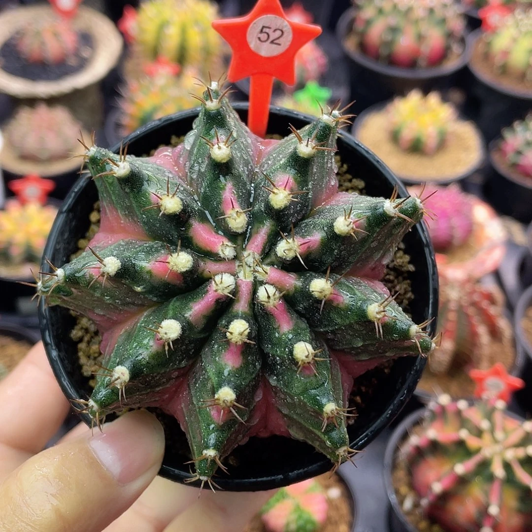 1-52米哈锦8.1厘米