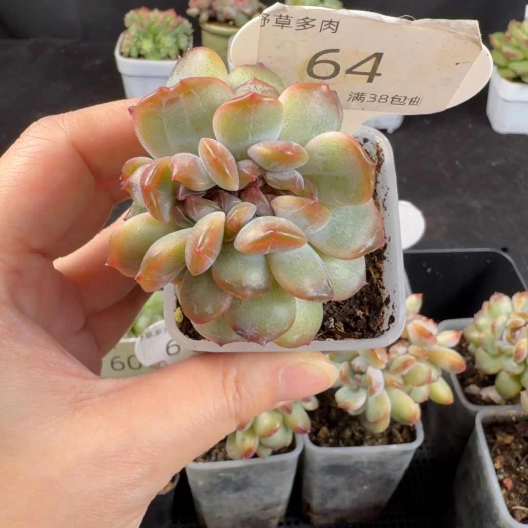 红恋缀化一颗64号