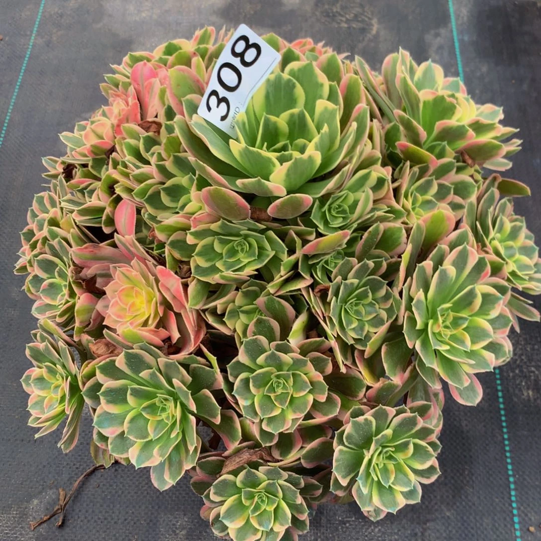 若***兰法师多肉植物308七彩石