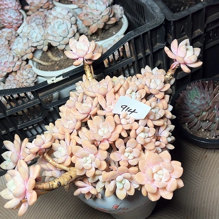 914/////////////////