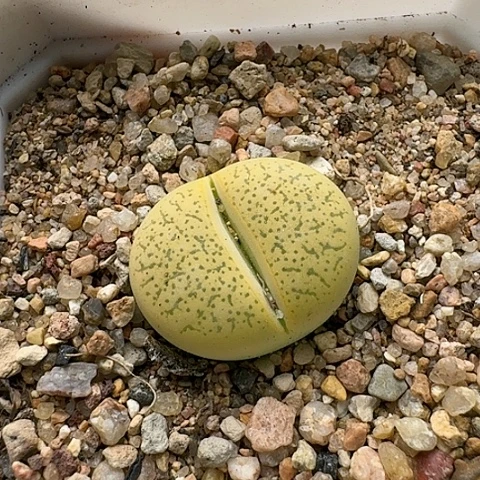 3372，一箭之遥母本带盆发货