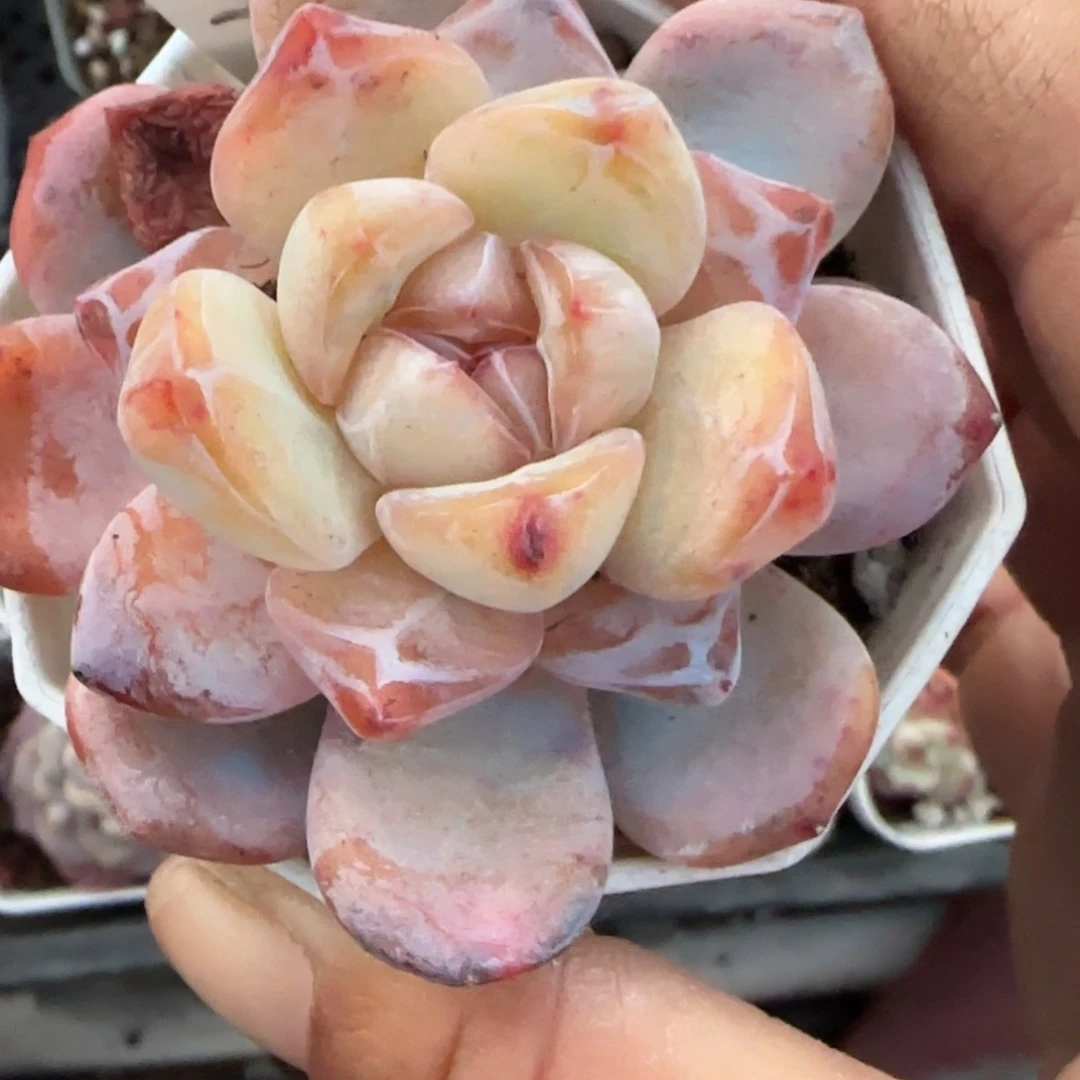 多肉小卡拉米糖心一物一拍