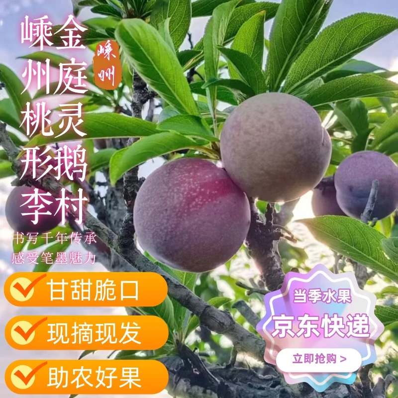 嵊州桃形李红心李子脆甜鲜鲜水果现摘浙江桃形李产地直发甜度包赔