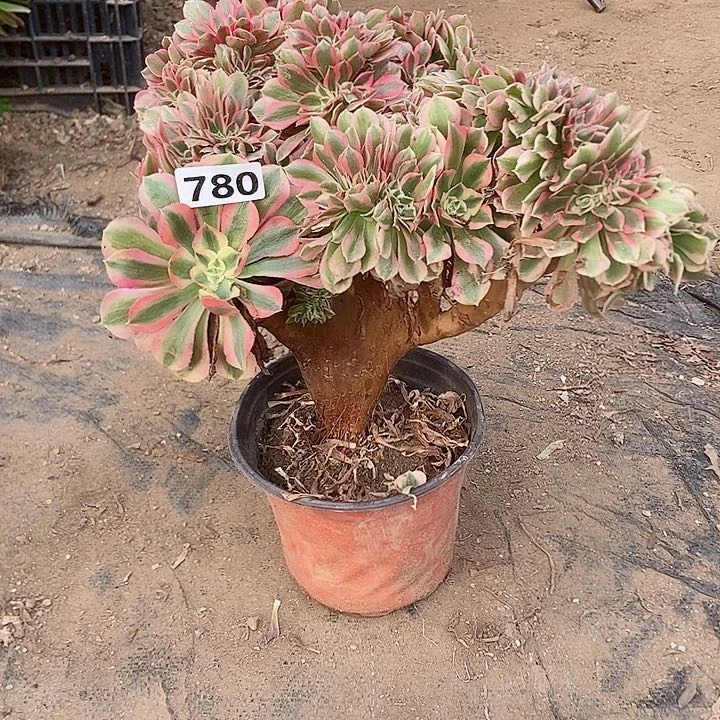 780分女巫老庄缀化老板子法师