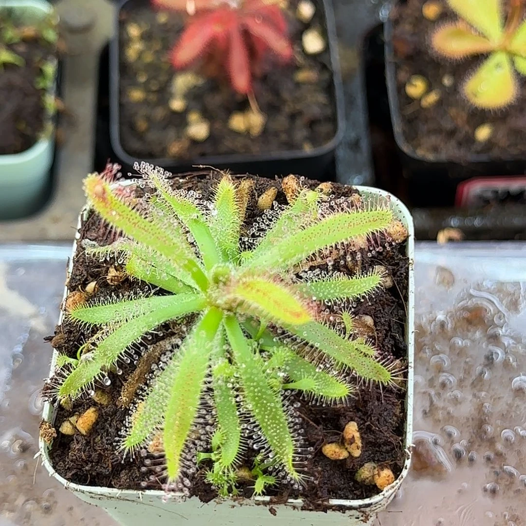 完全开放阔叶茅膏菜