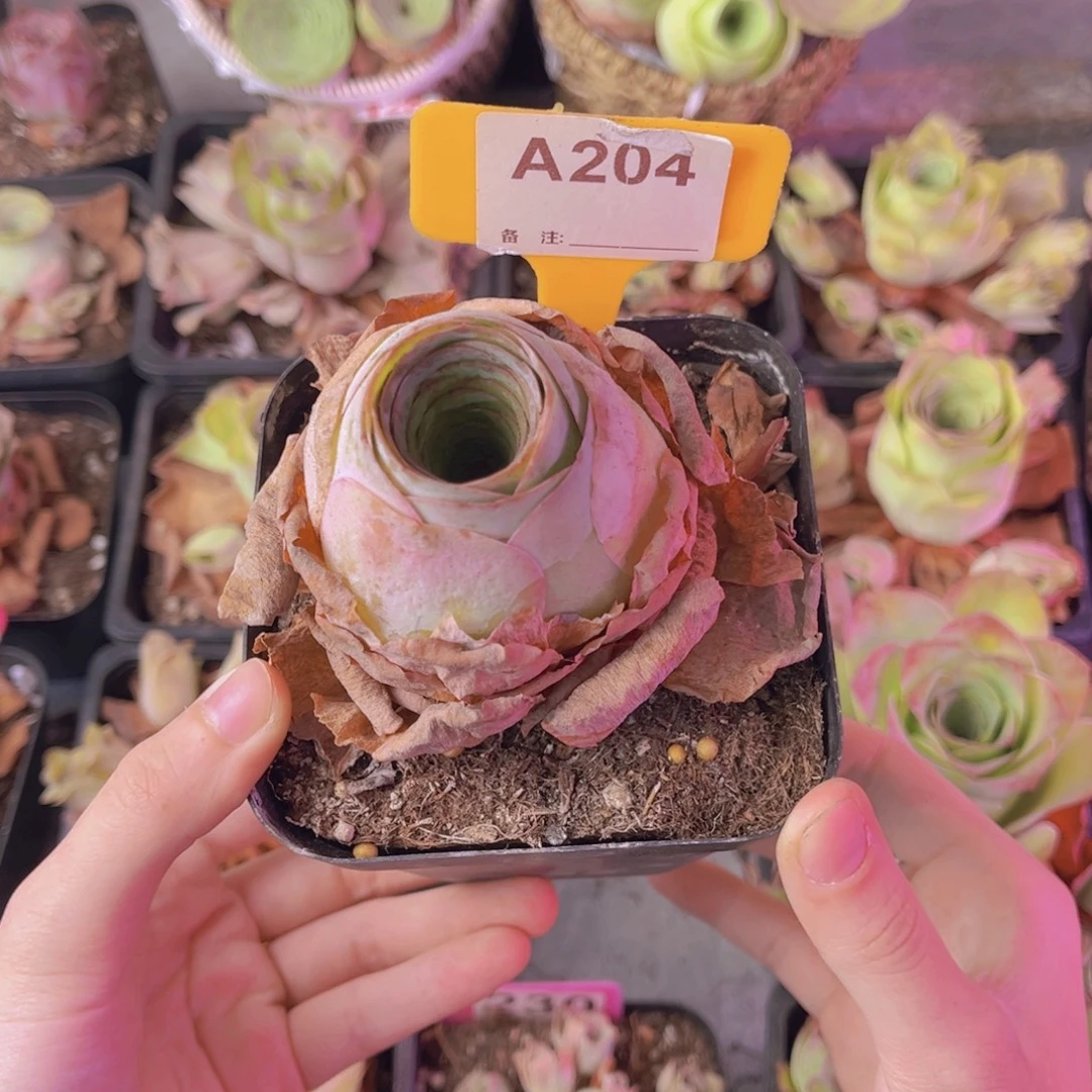 单品一物一拍204号