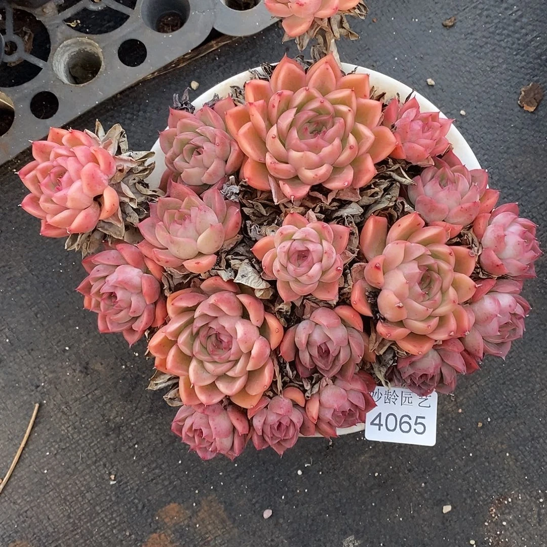 小***y4065散群掉头不售后～18厘米