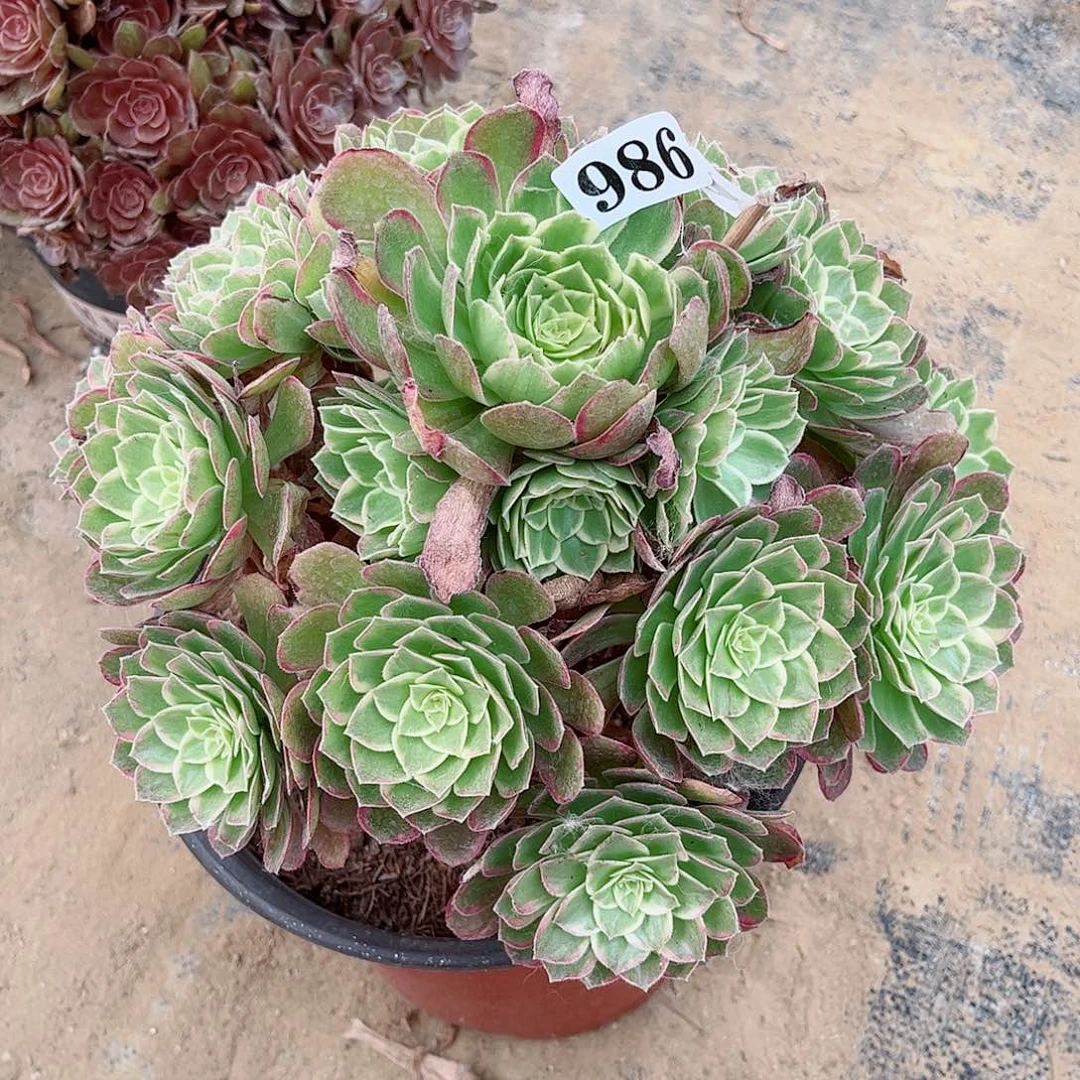 无花朵多肉植物海仙986
