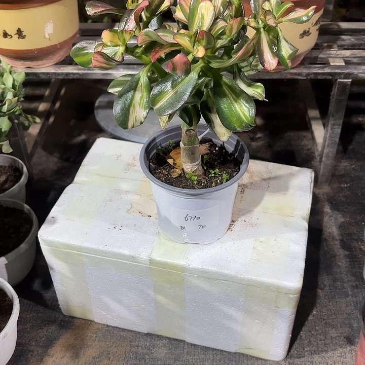 飘***雪当前无花栽培后可以开花卷叶75