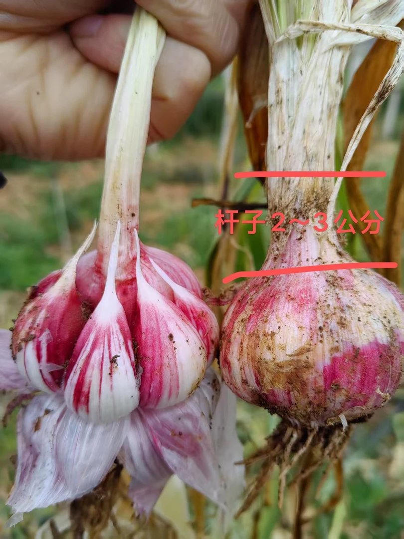(精品果)云南大理紫皮多瓣大蒜(半干蒜)2025新大蒜