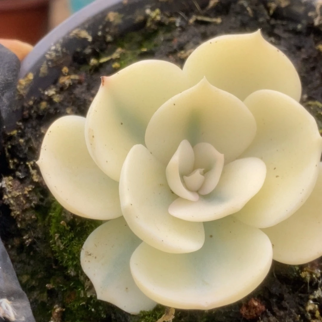 188双子座锦锦锦锦锦