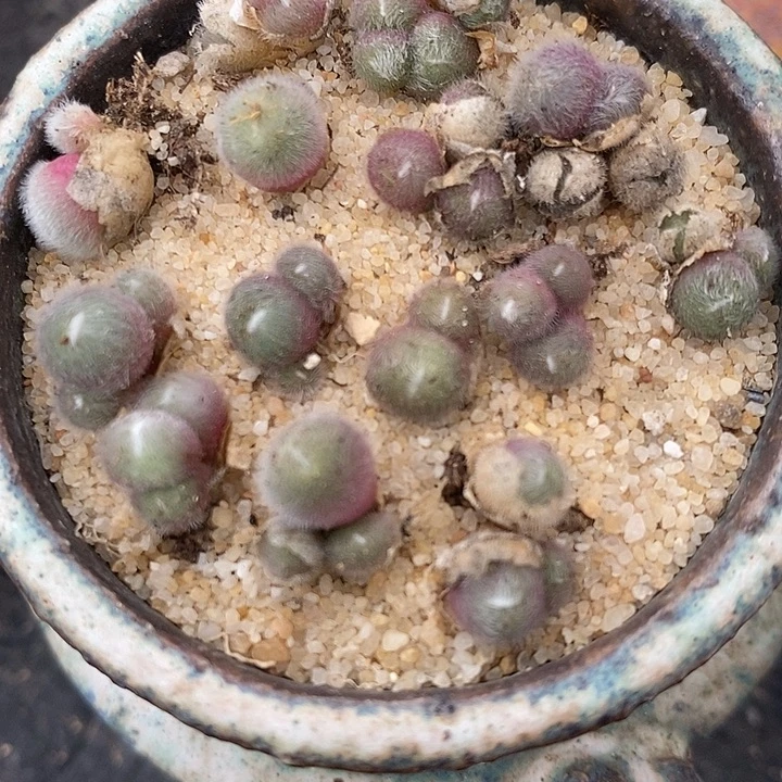 史蒂芬尼毛球脱皮2头以上