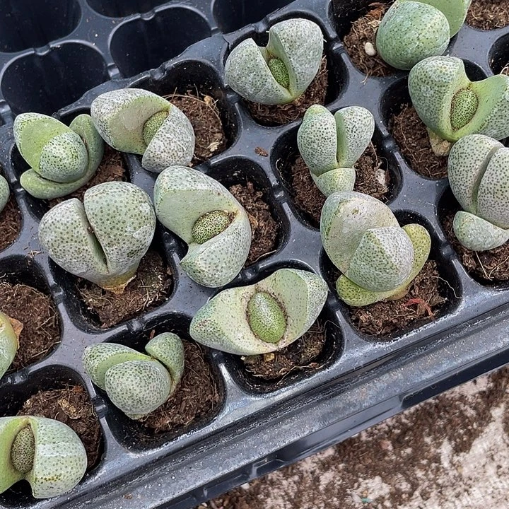 小元宝1元带土发货