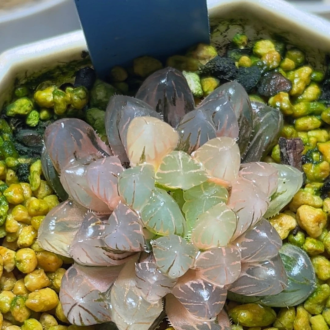 恭喜发财大吉大利504