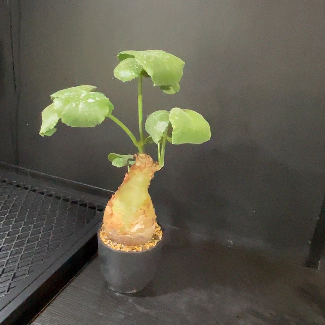 特价安哥拉葡萄翁