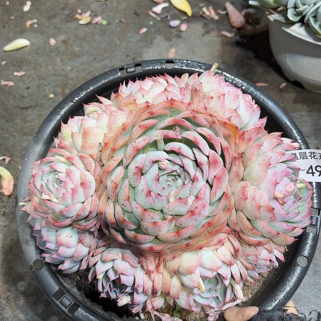 495侧影同温层多肉