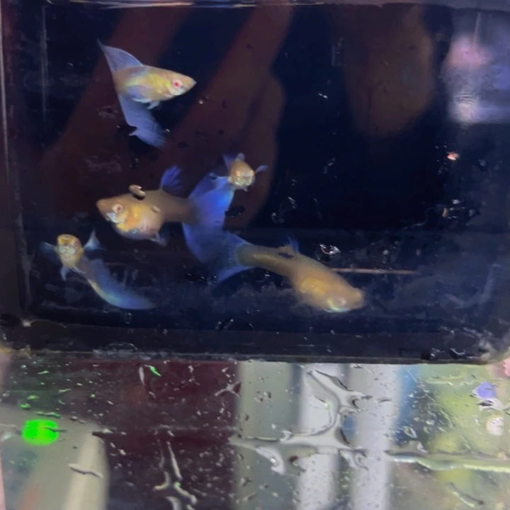 海水鱼紫白飞船压成俩对