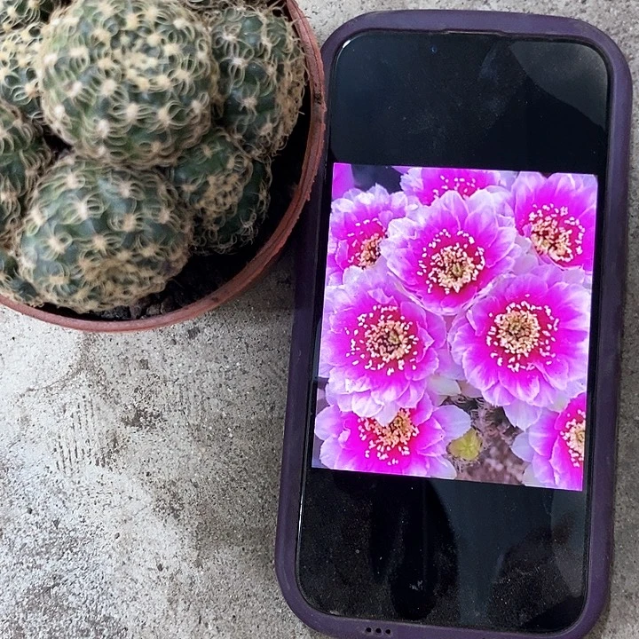 魅影丽花仙人球，etyiopp