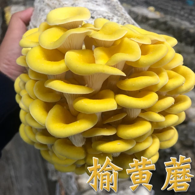榆黄蘑蘑菇种植包平菌包家种菌菇香菇食用袋装家庭新鲜菌棒盆栽
