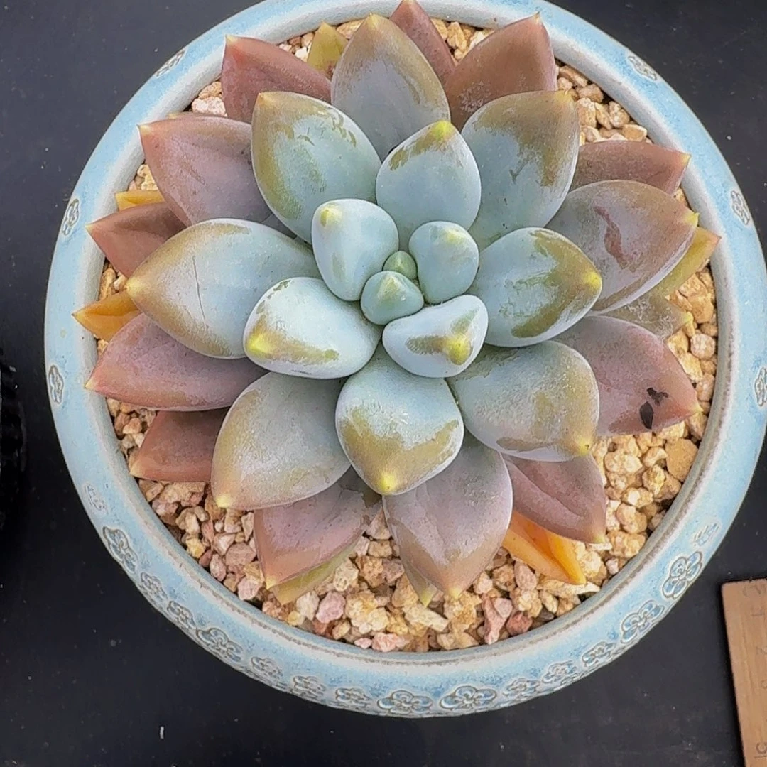 黄胖体 哥特 单头 12cm
