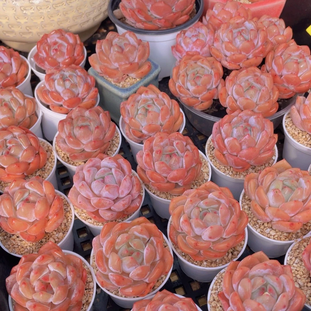 量拍66号 果冻韩版仙女橙单头5个