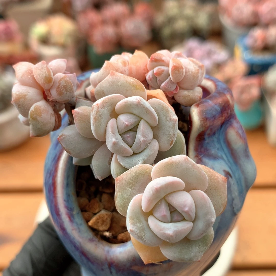 千层雪一物一拍 026