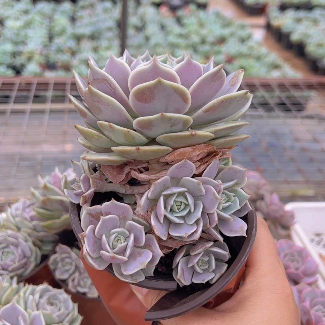 露娜莲大单头带仔，120杯