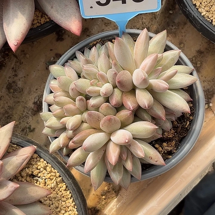 薄***凉多肉植物黄体水晶球546