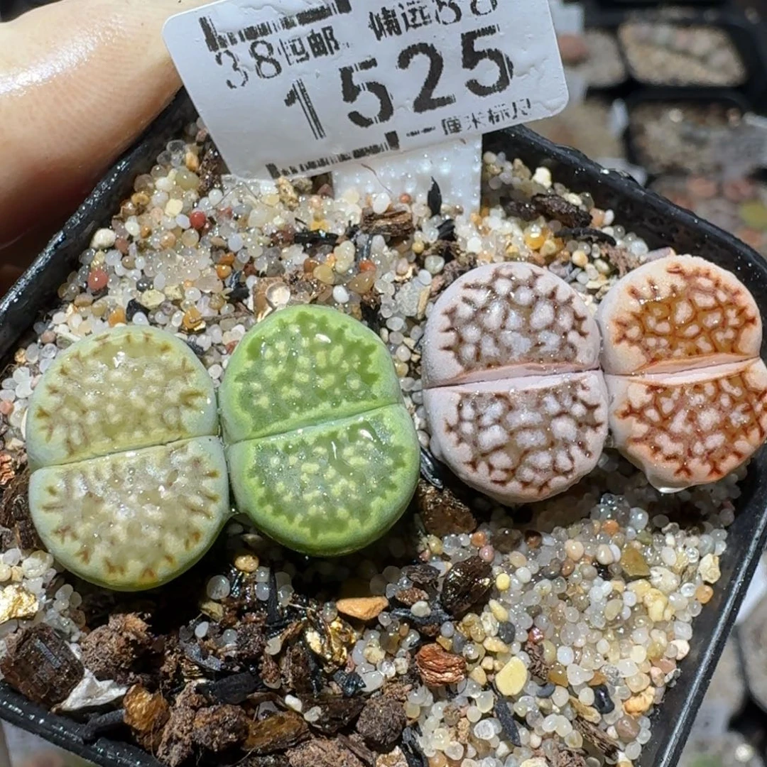 z小黄车里捡漏啦1525