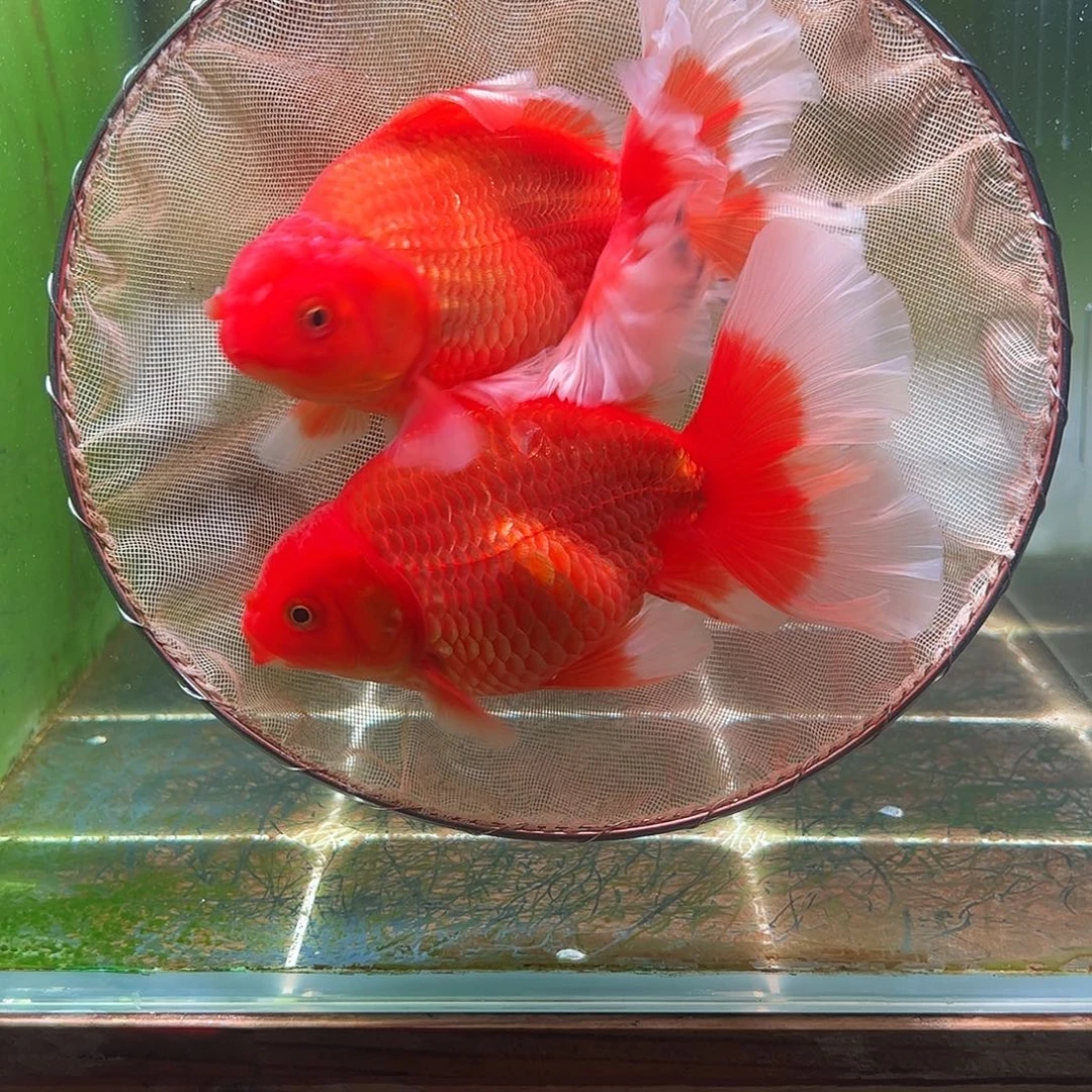 金鱼百褶泰狮压成29