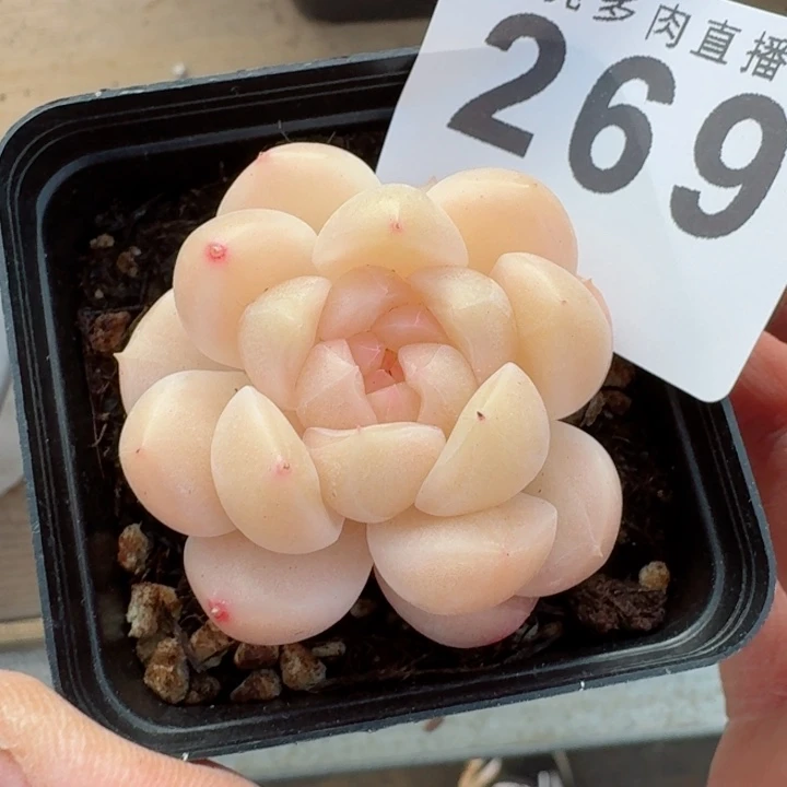 倾城         精控精养多肉植物