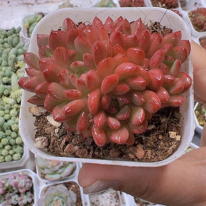 红宝石19包邮多肉植物