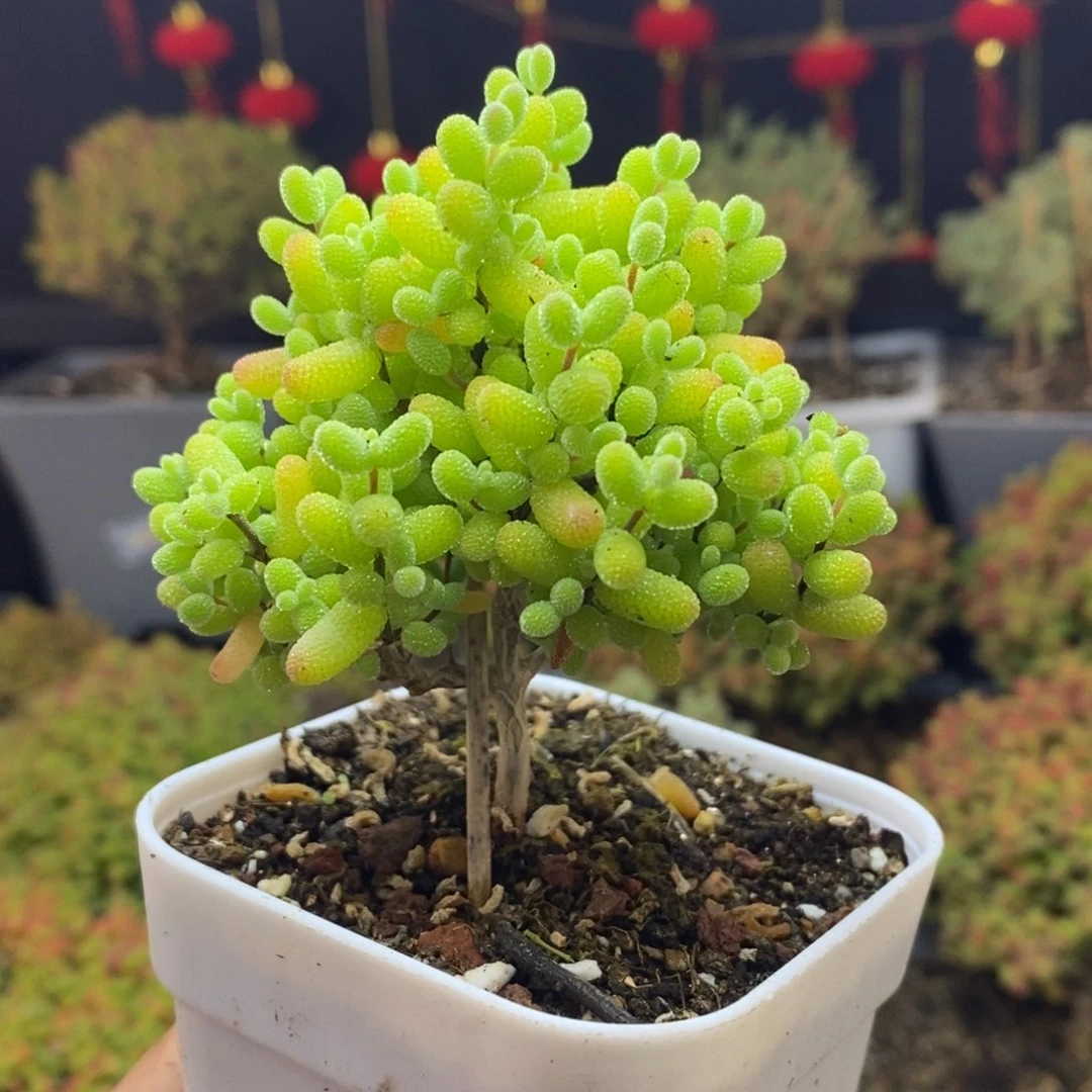 452号金桔糖球枝干多肉