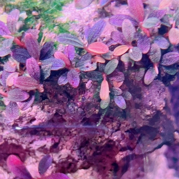 无花朵福利辣椒榕梅花玉