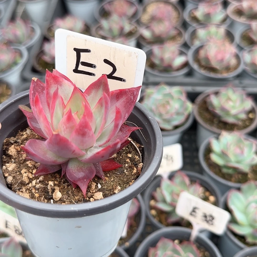 听*惊鸿仙子E2多肉