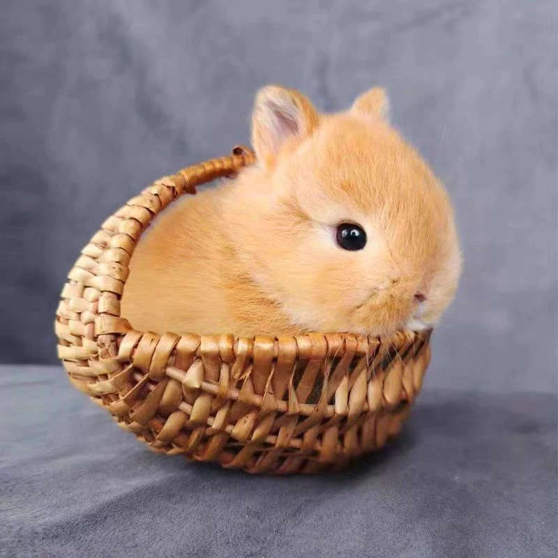 纯种侏儒宠物兔小体长不大包邮到家可爱温顺适合家养宠物不咬人