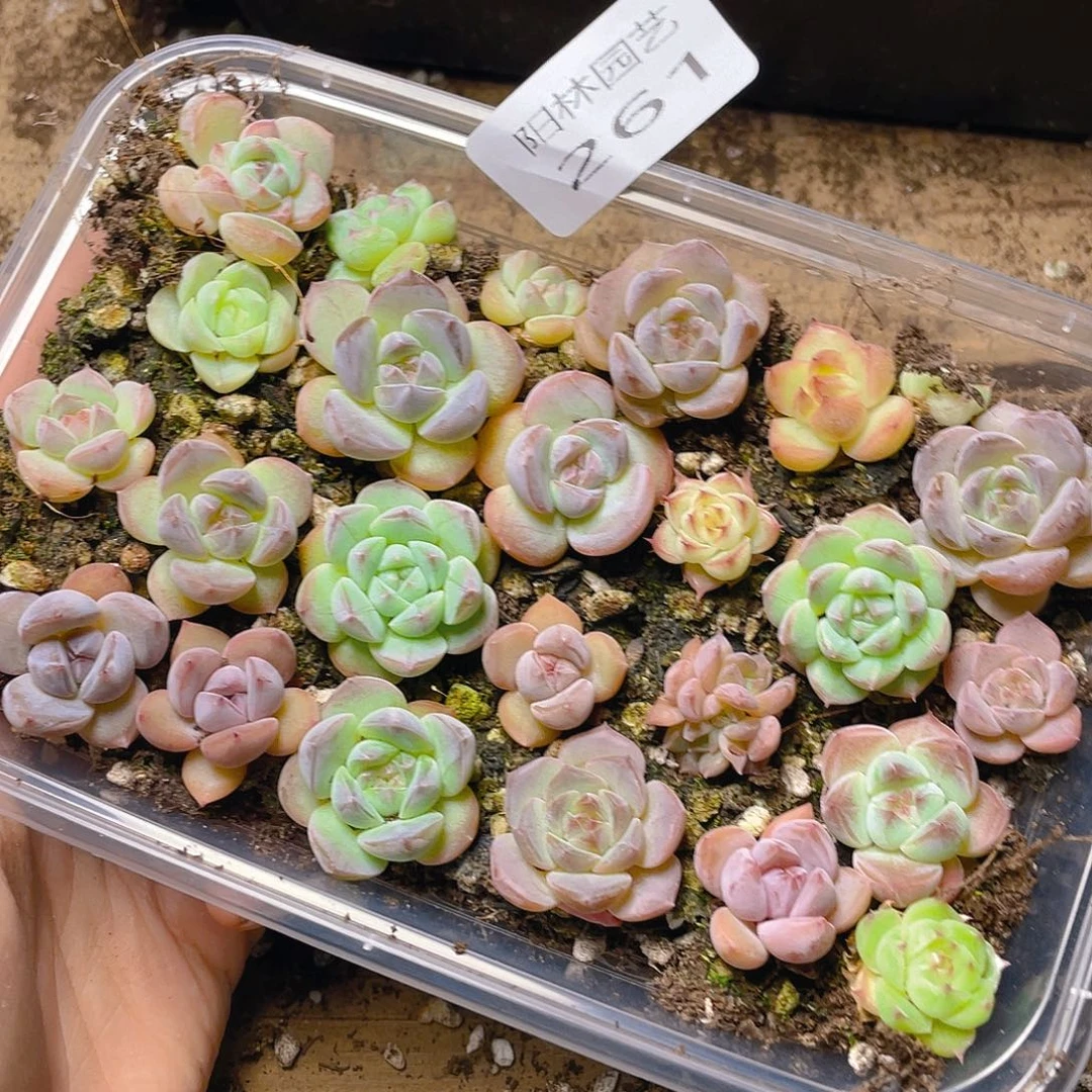 多肉植物多肉植物261