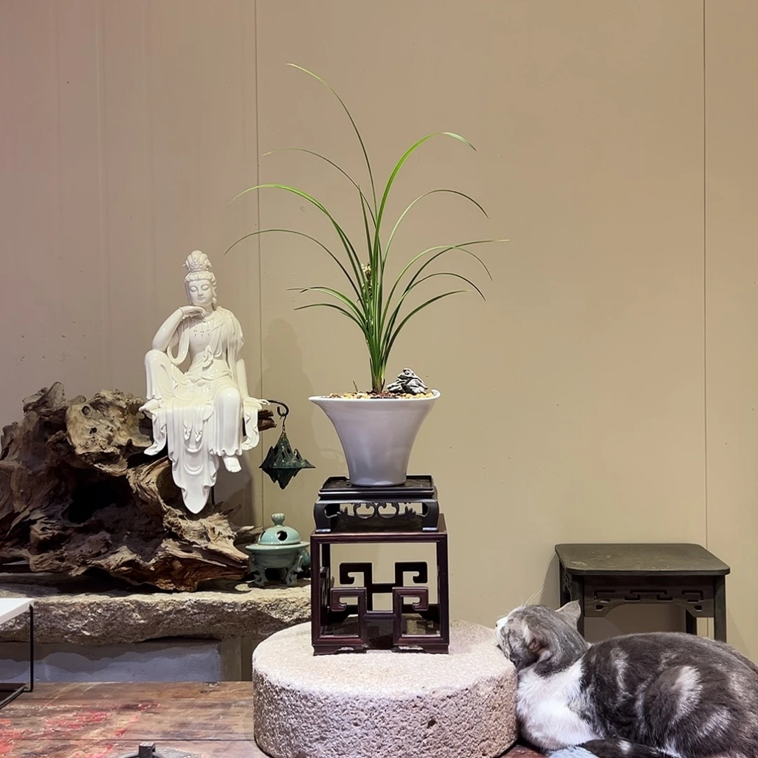 大部分花苞少量开放玉玺天骄