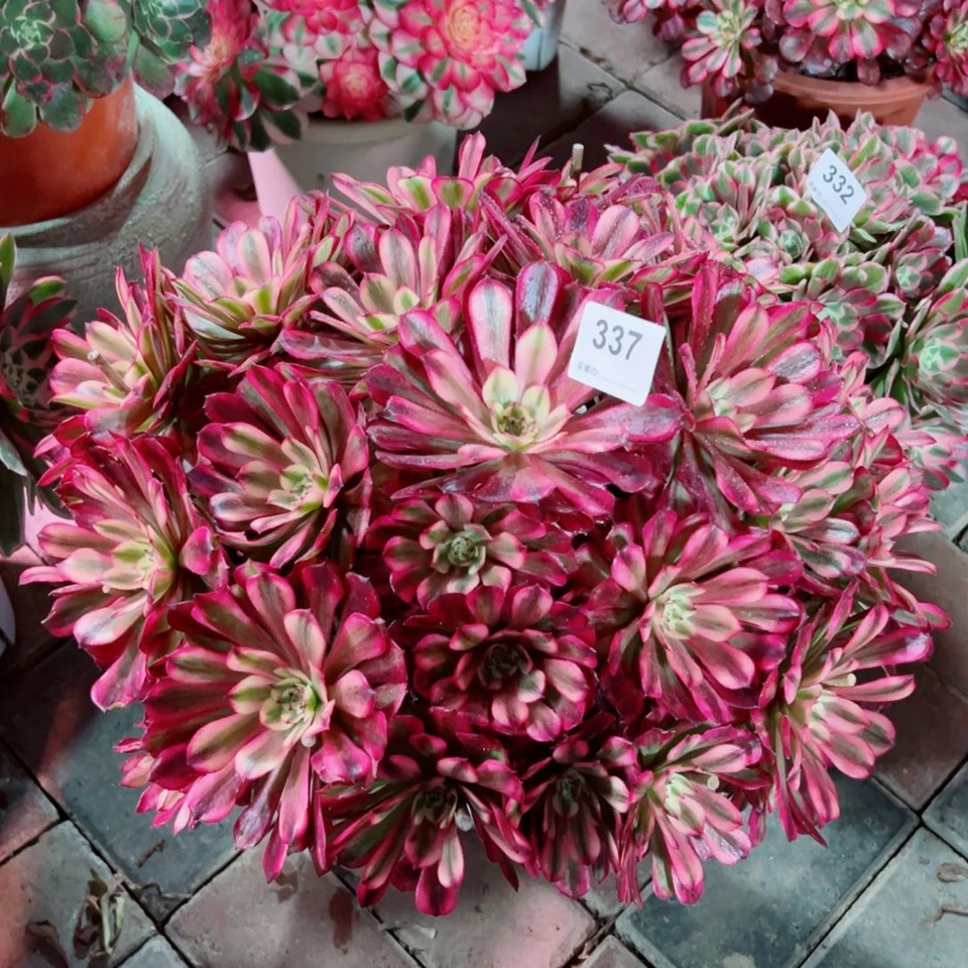 337辉煌法师多肉植物