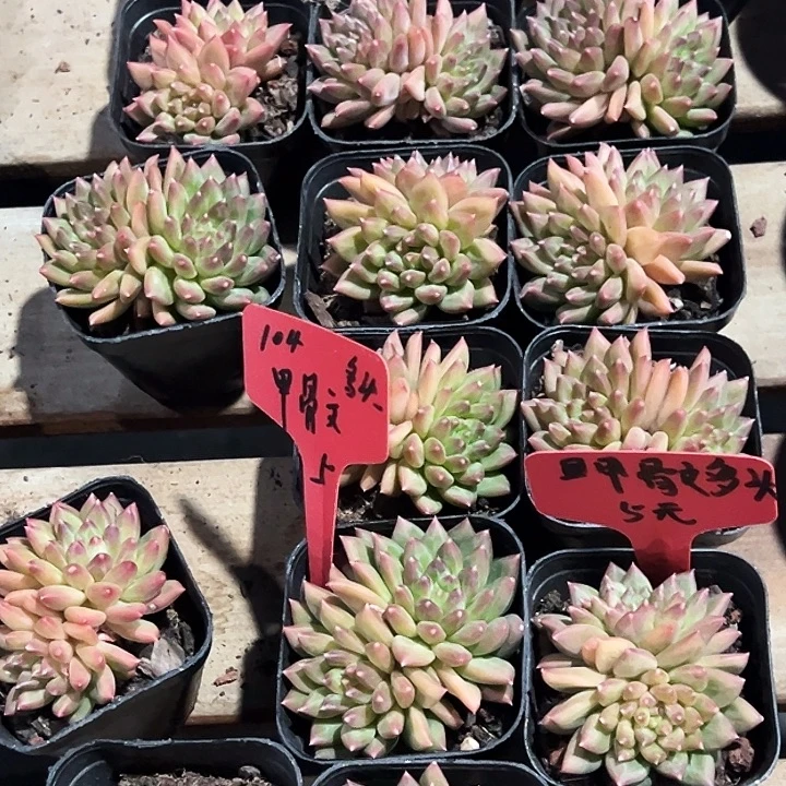 团104号。   甲骨文多头