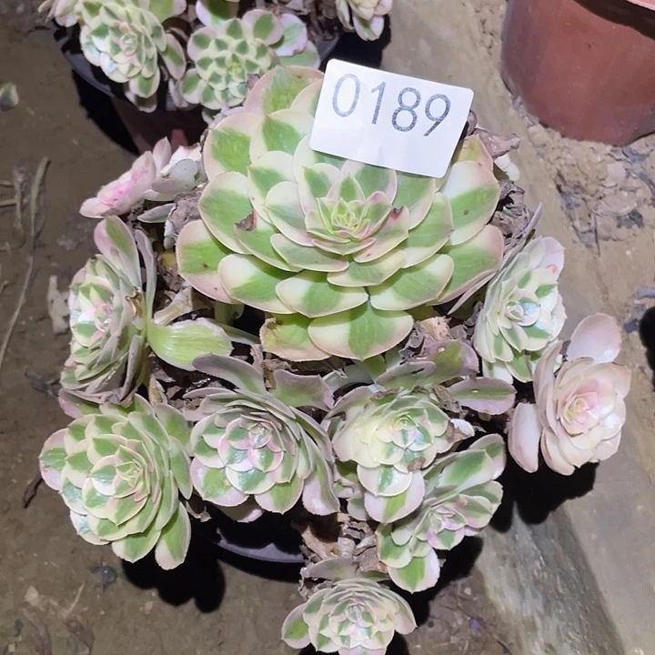 多肉植物断枝不包189倾城