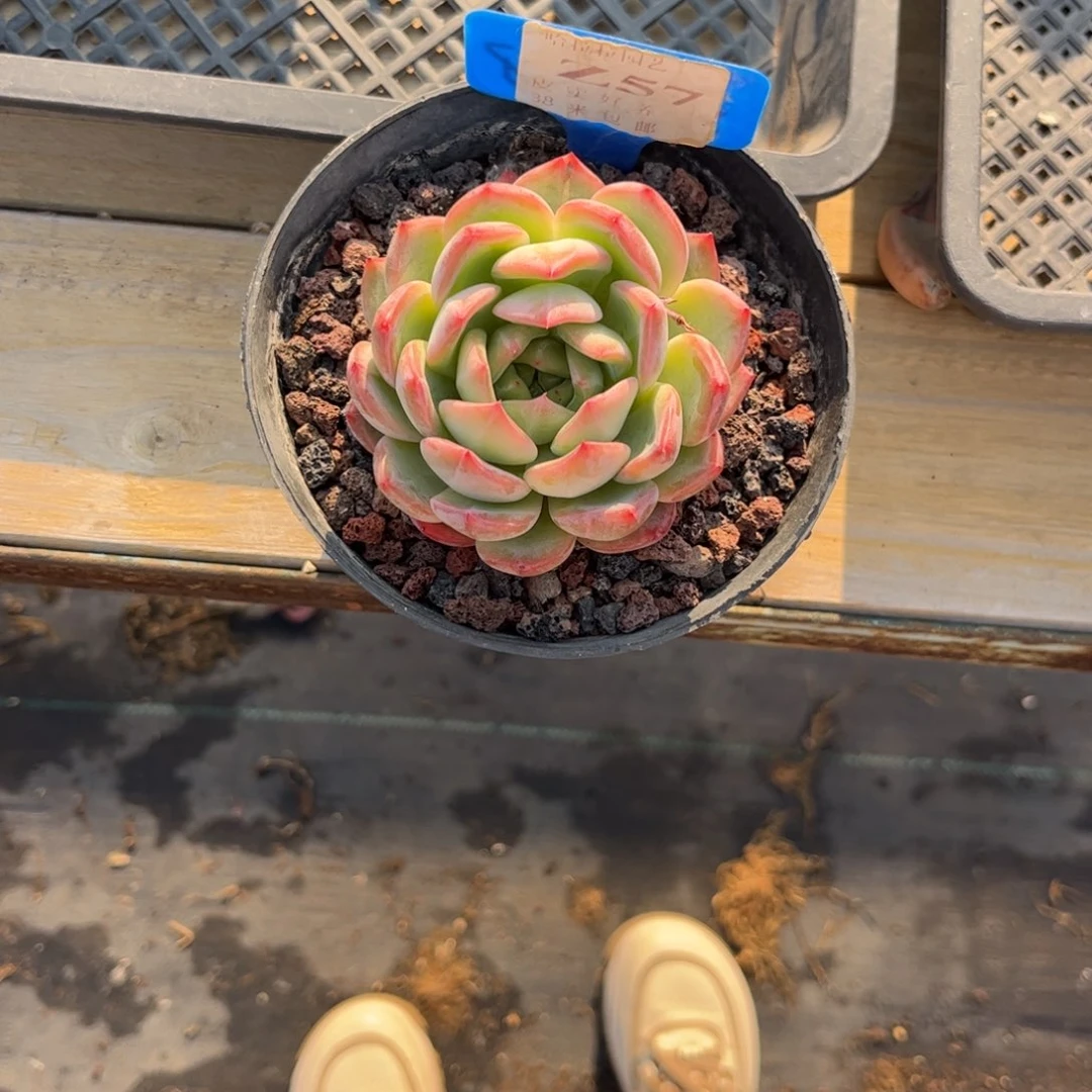 球*多肉植物1111111