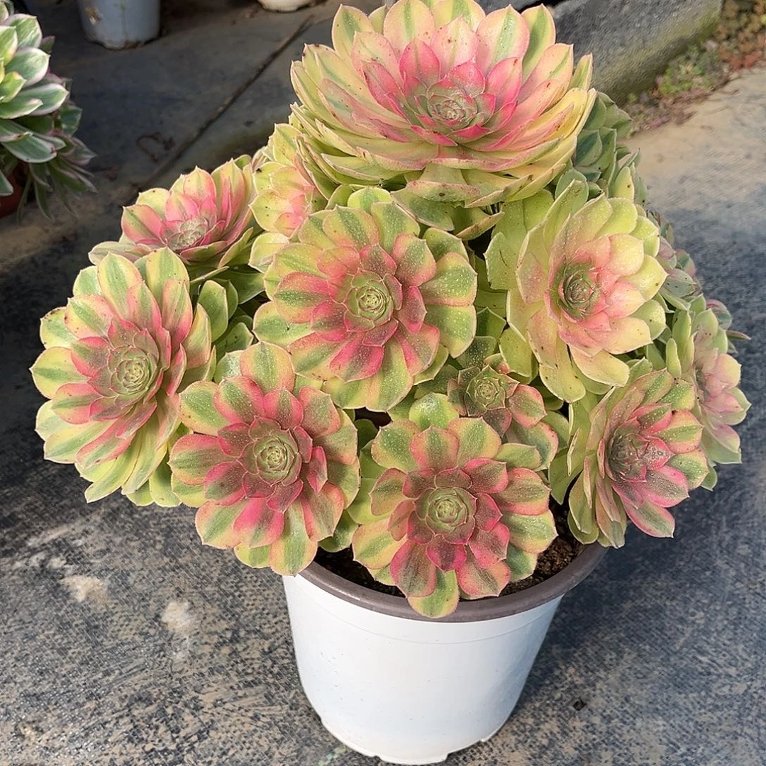 雨荷法师漂亮漂亮