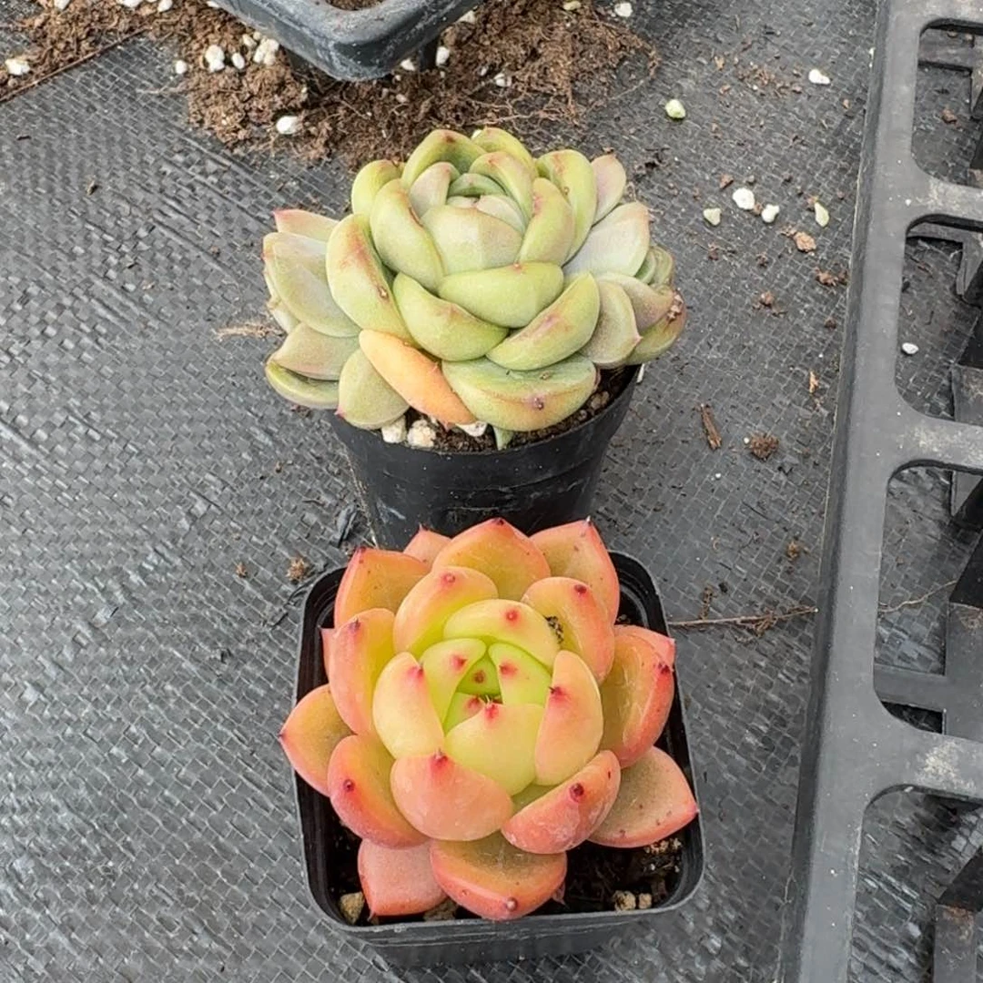 两颗杂交量拍21-94