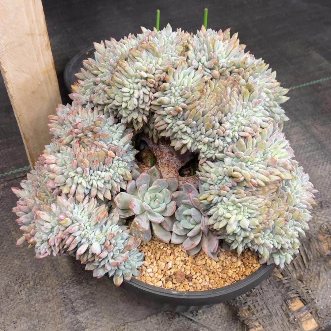 叶插星影缀业展30+