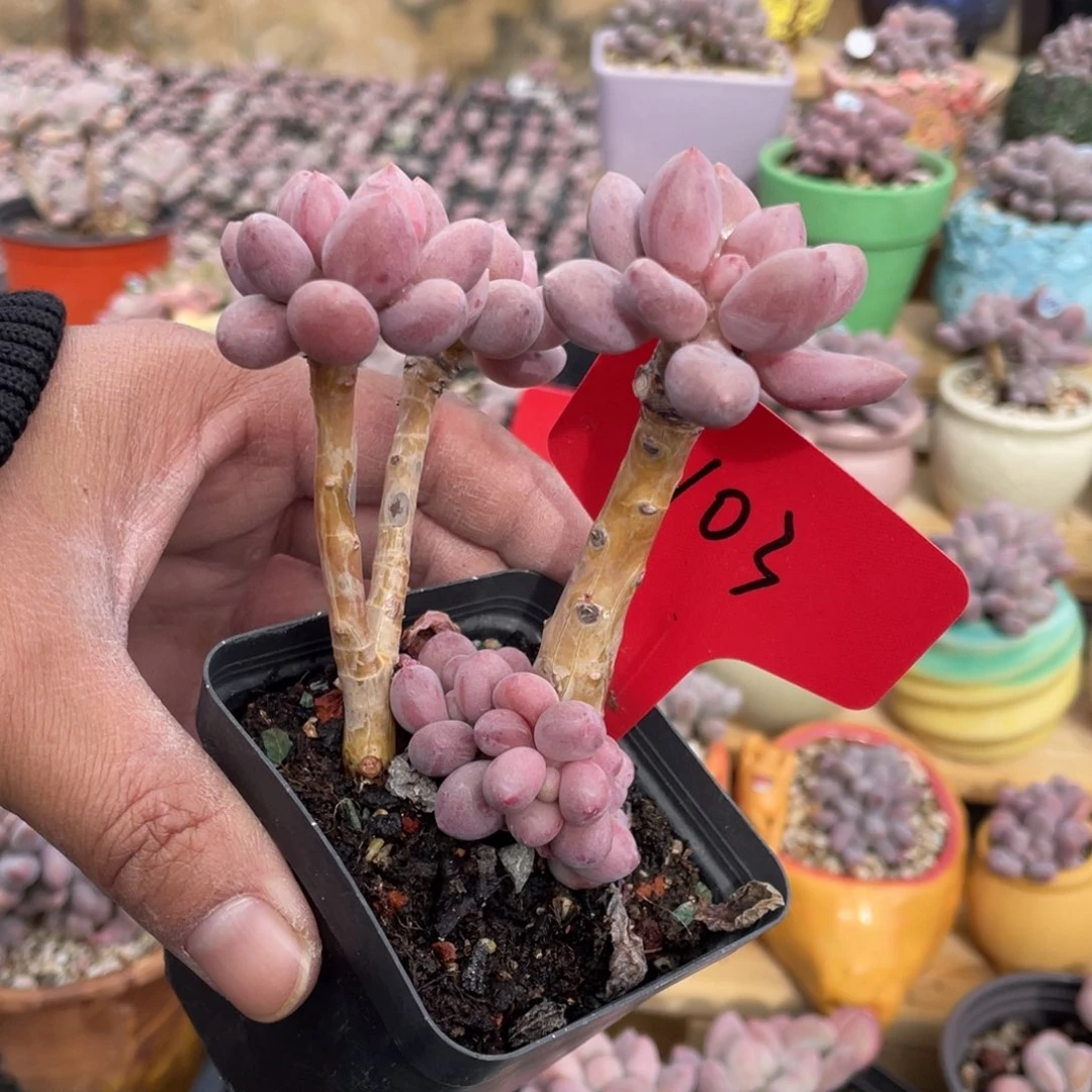 仙子奶酪多肉植物