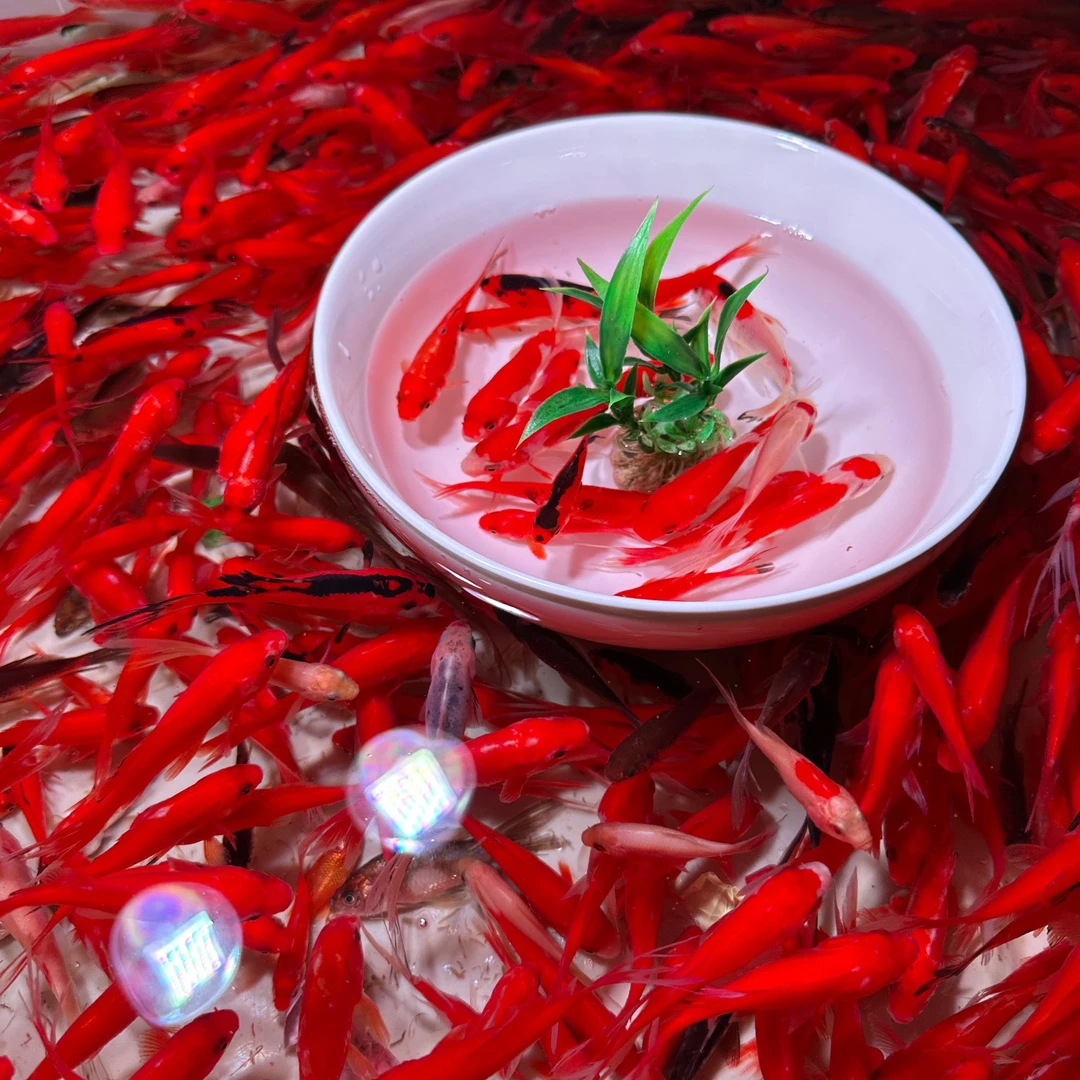 8-10厘米10尾冷水多彩混色火焰红金鱼观赏鱼新手好养耐活渔场直发